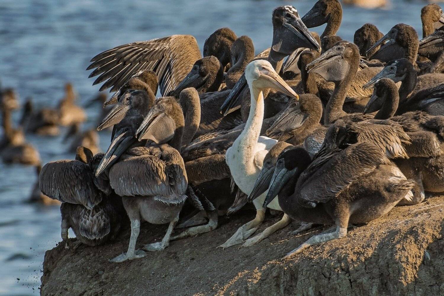 пеликан, Александр Маркелов