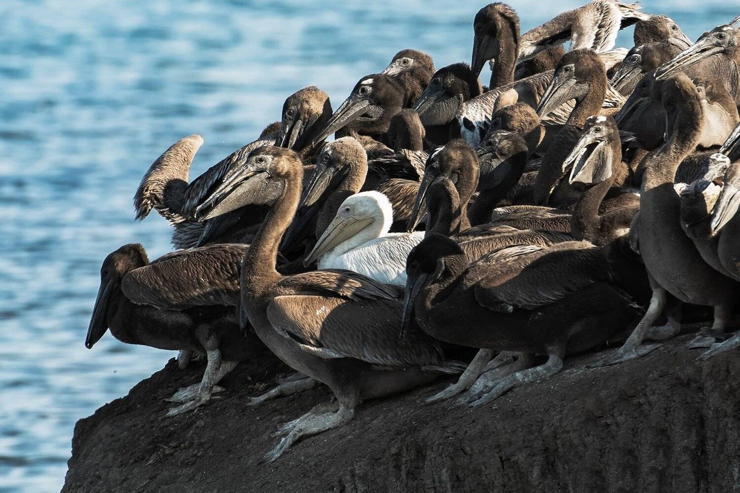 пеликан, Александр Маркелов
