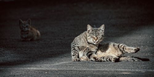 кошачья зарисовка