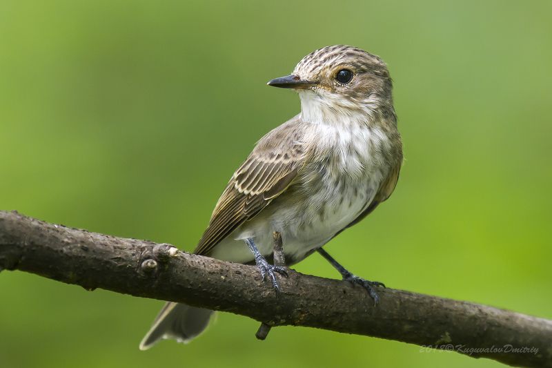 Серая мухоловка фото превью