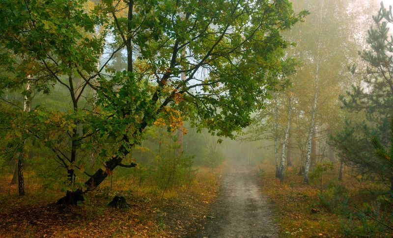 прогулка в лесу фото превью