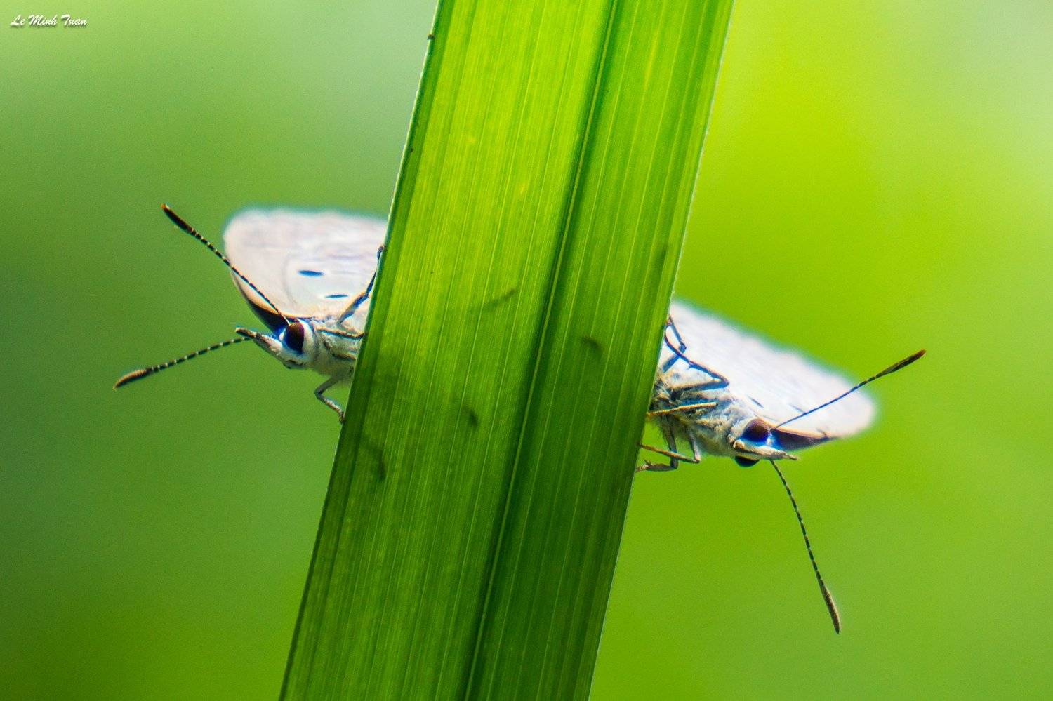 butterflies, L&ecirc; Minh Tuấn