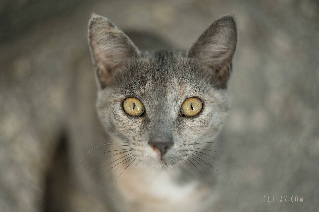 котик, котейка, кошки, гелиос 44-2, усатик, Владимир Тузлай
