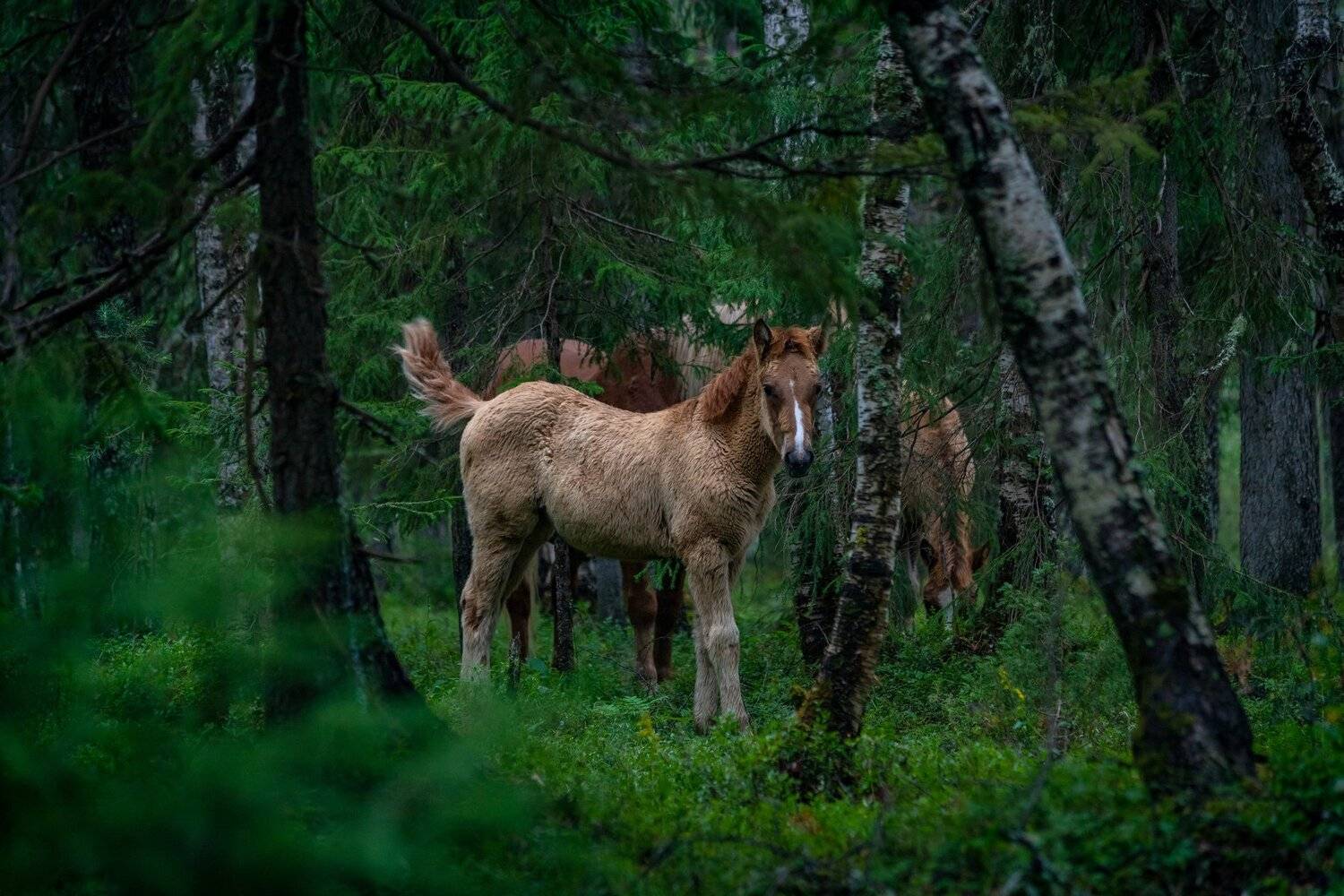 печора, лес, Анатолий