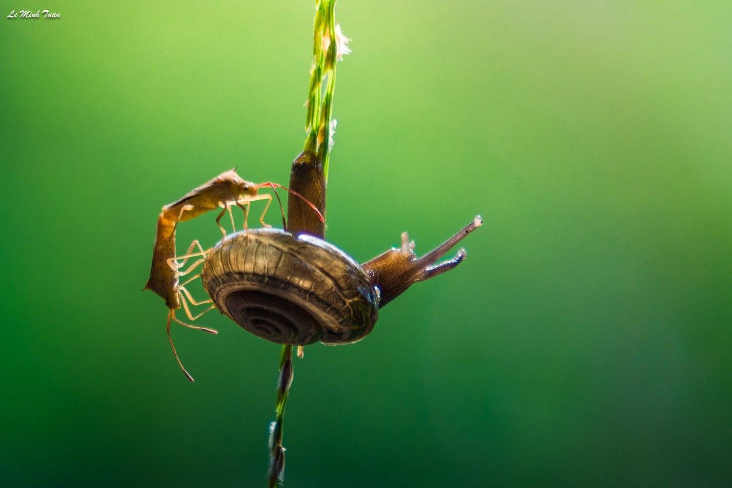 snails, L&ecirc; Minh Tuấn
