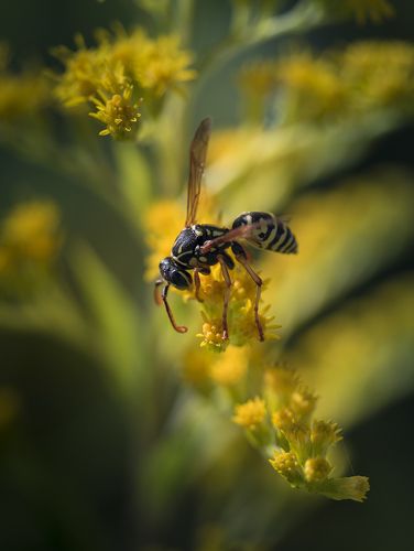 Медовое лето