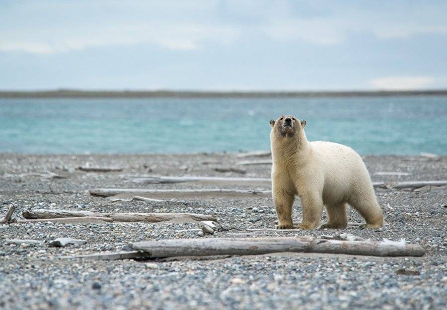 чукотка, арктика, берег,белый медведь, полярный морской, Максим Деминов