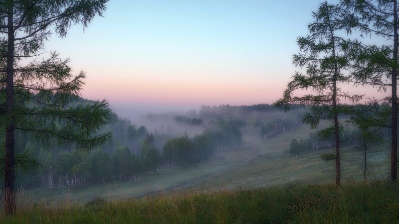 россия , сибирь, природа,раннее утро , туман, лес, берёзы, лиственница. russia, siberia, nature, early morning, fog, forest, birch, larch Утро грибное, утро туманное... фото превью