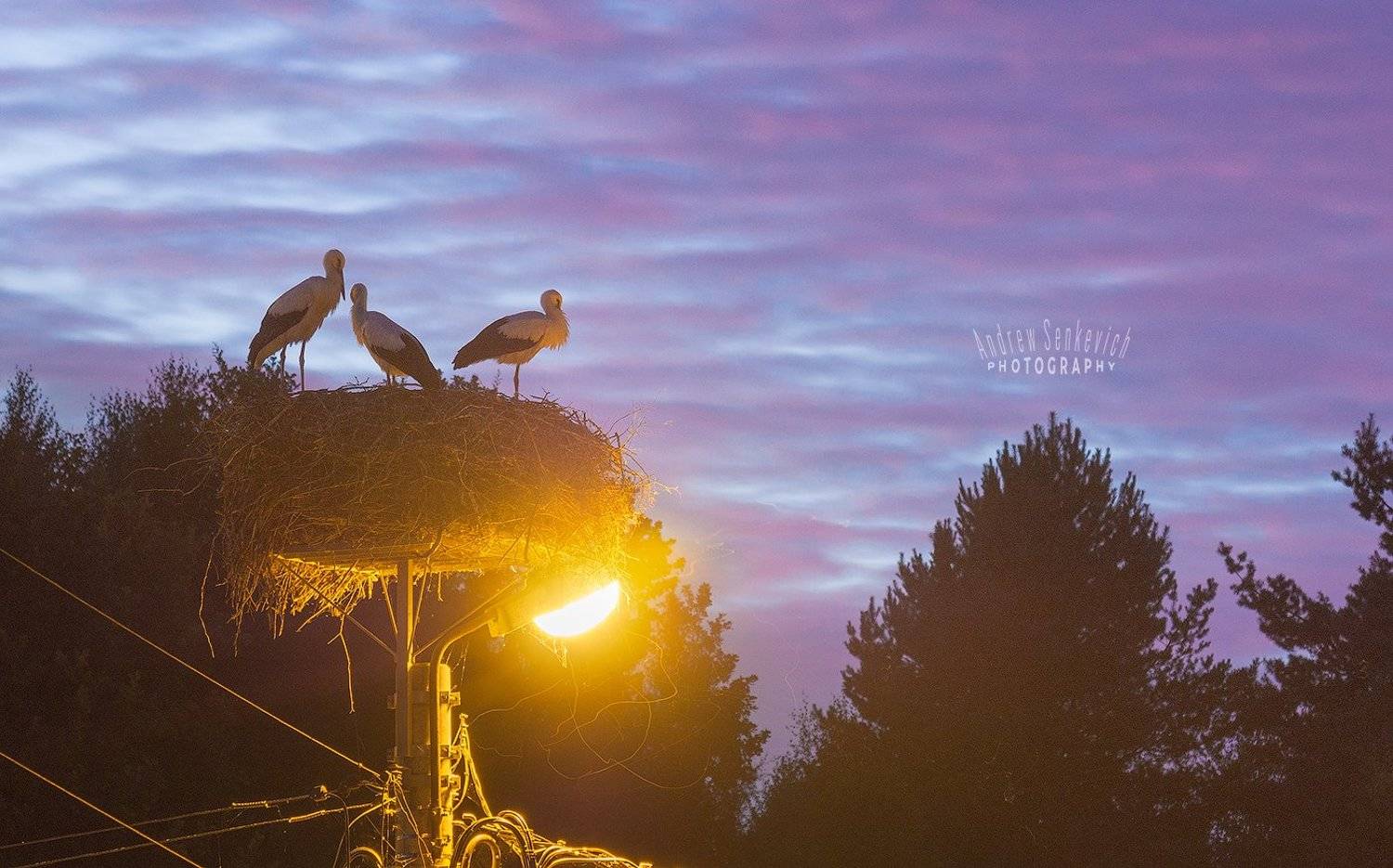 дикий, аист, птенцы, закат, вечер, Андрей Сенкевич