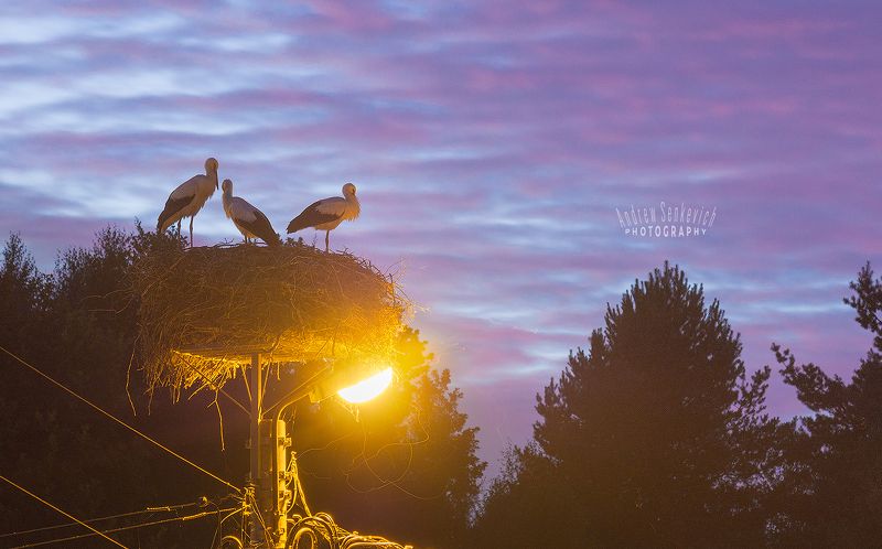 дикий, аист, птенцы, закат, вечер 5 секунд спокойствия фото превью