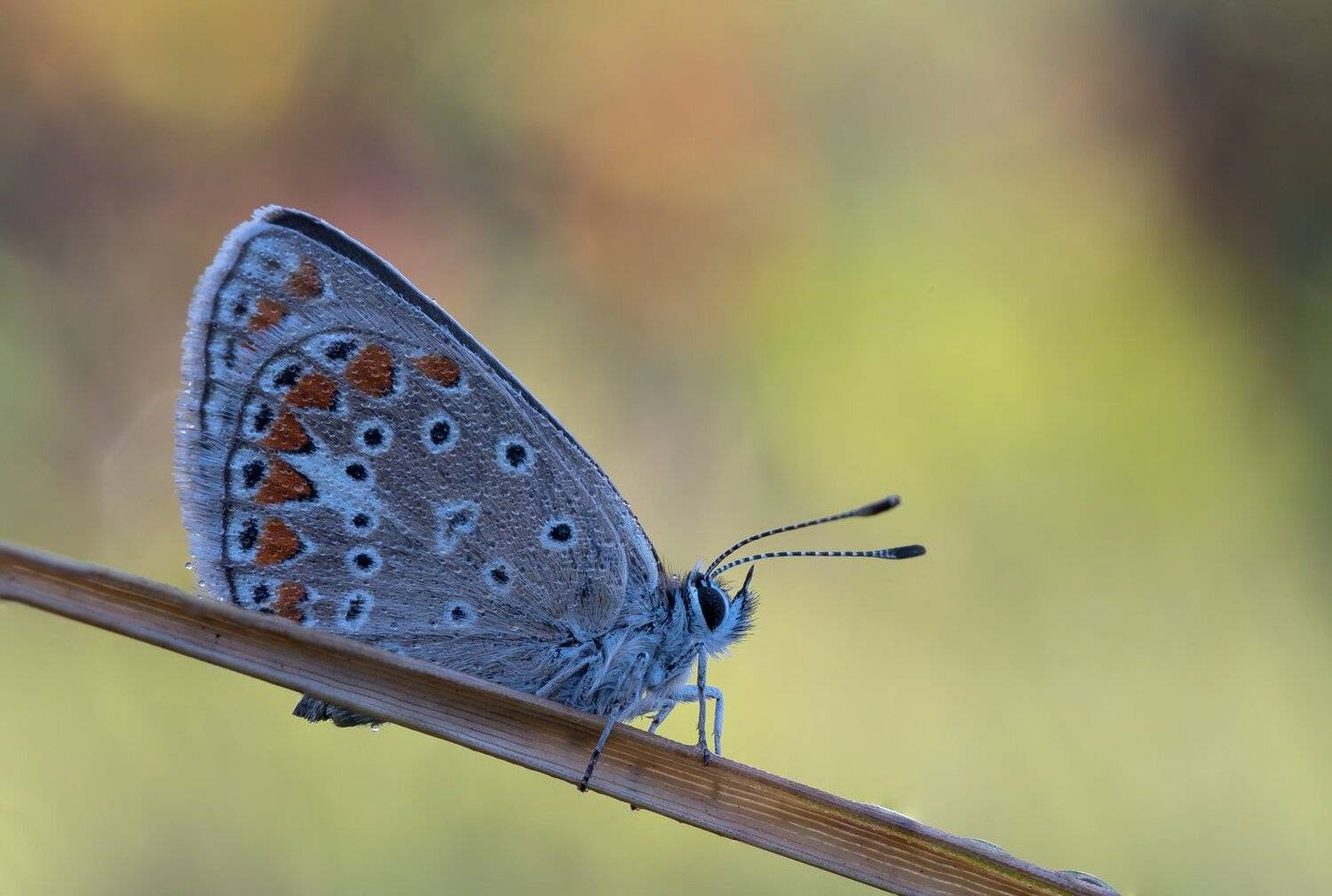 , Кузнецов Дмитрий