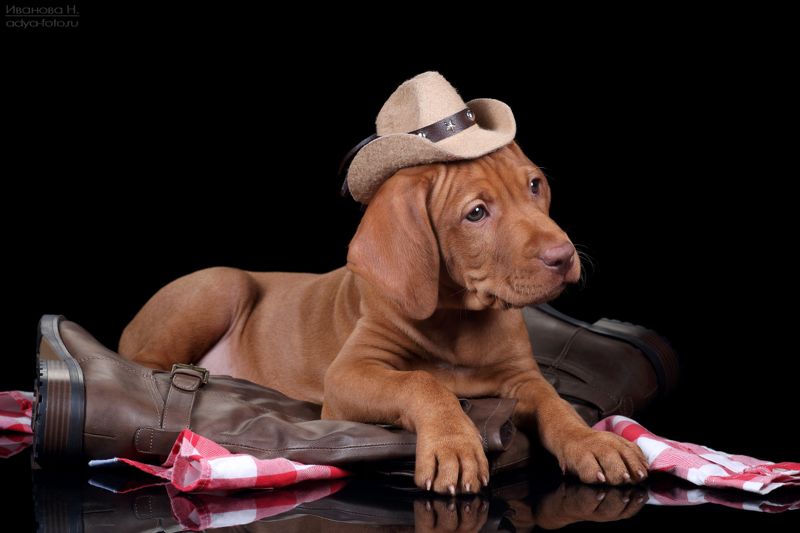 Ковбой фото превью