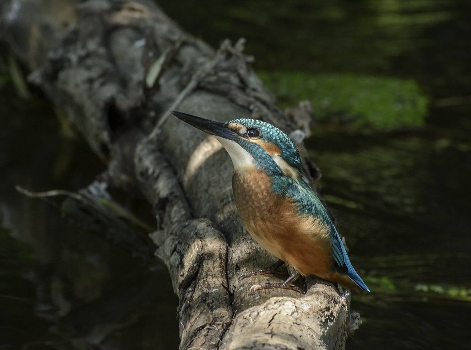 , Анатолий Зверев