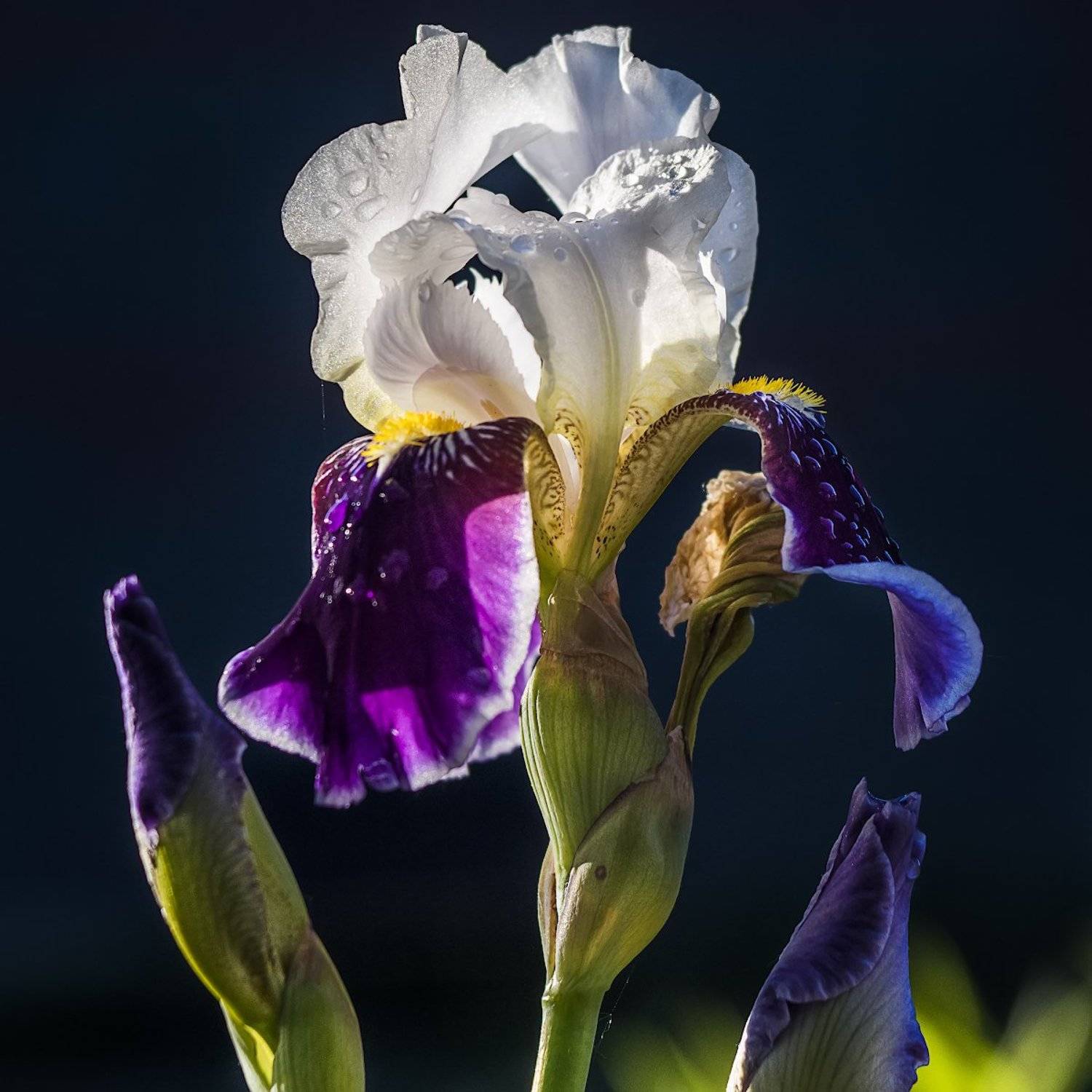 , Владислав Храмцов