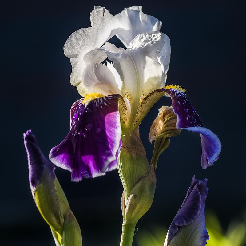 Франт. фото превью