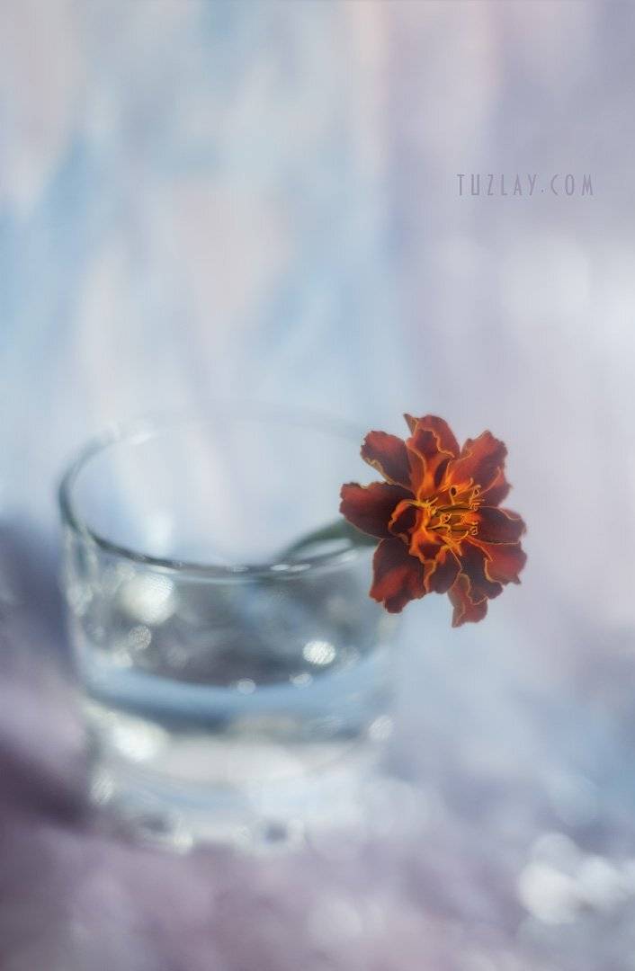 оранжевый цветок, лето в стакане, гелиос 44-2, Владимир Тузлай