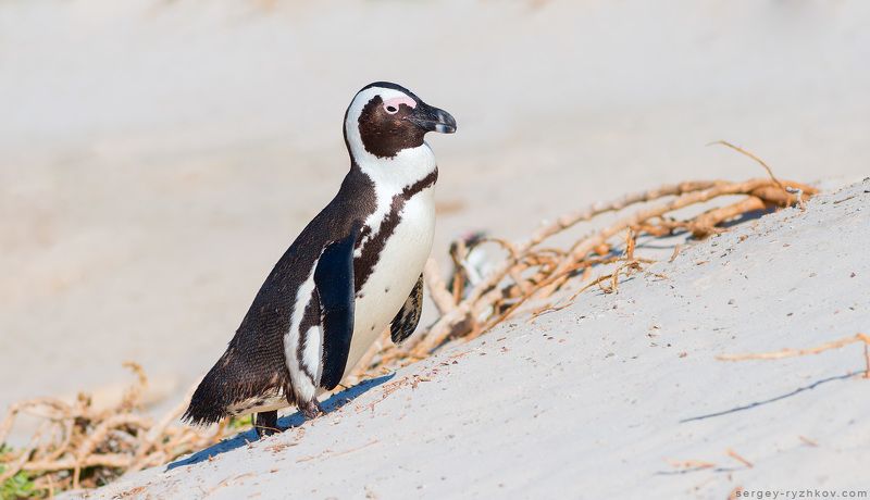 African penguin; penguin; south africa, boulders beach, пингвин, птица, животные, природа, южная африка, Африканский пингвин фото превью