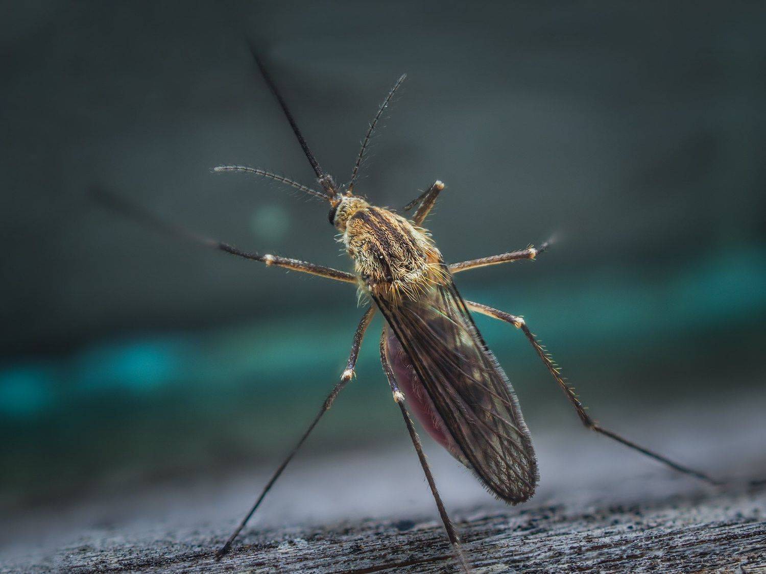 , Евгения Муравская