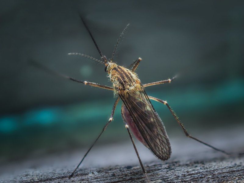 комар фото превью