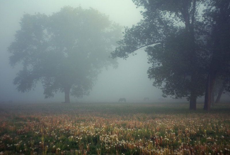 В рассветном тумане фото превью