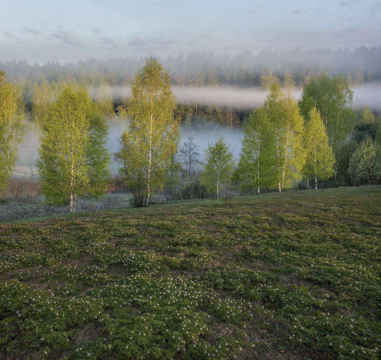 Фототуры с Владимиром рябковым, Тверская область, природа тверской области, Андреапольские озера, весна, рассветный туман., Владимир Рябков