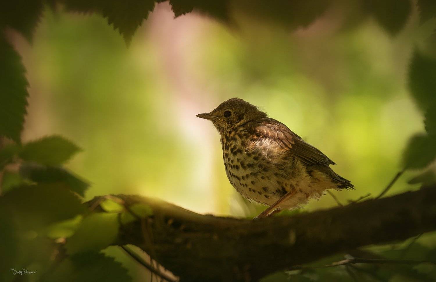 природа, лес, животные, птицы, Дмитрий Посевич