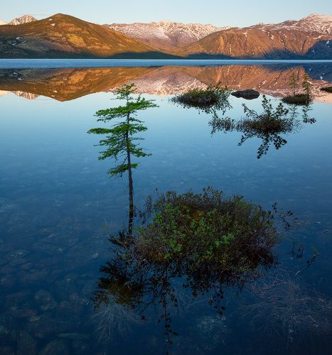Колымские бонсаи