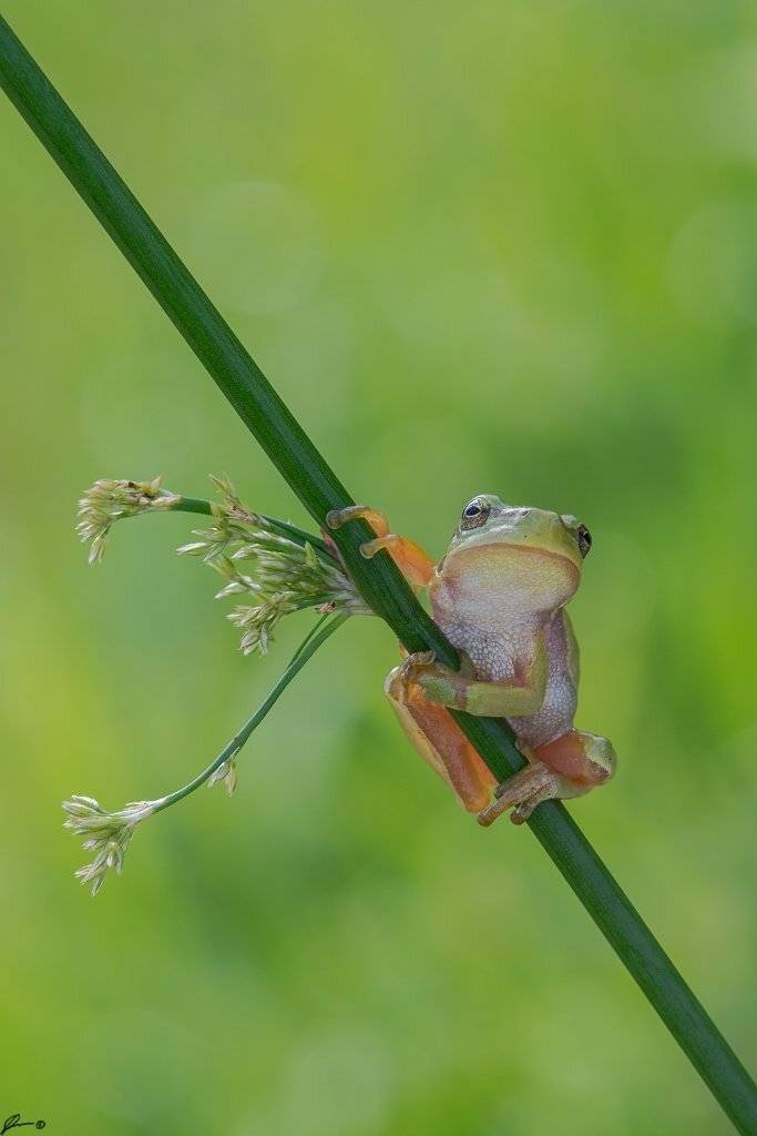 macro, makro, frog, wild, wildlife, nature,, Mariusz Oparski