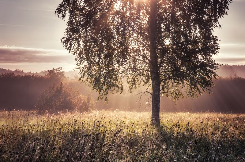 природа, рассвет, туман, солнце, пейзаж, nature, dawn, sun, fog, landscape Летние утро фото превью