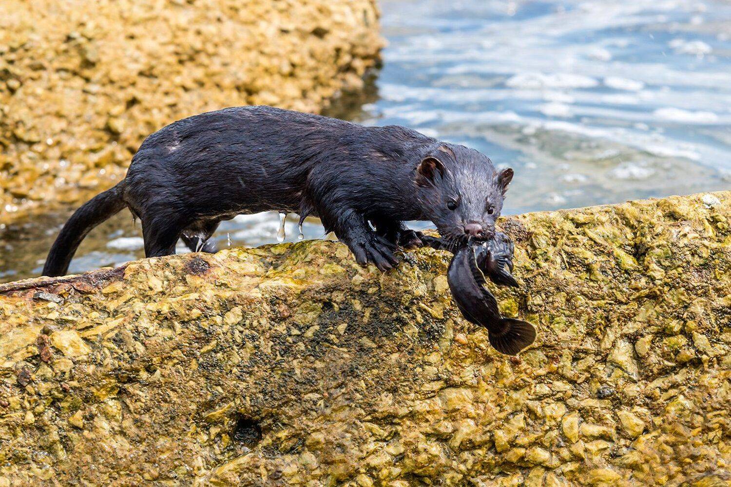, Александр Абросимов