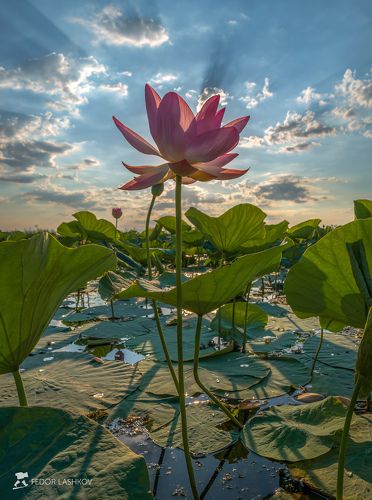 Цветут лотосы