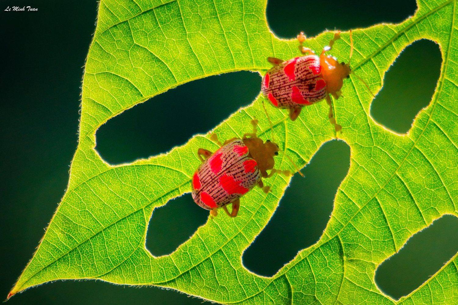 beetle, L&ecirc; Minh Tuấn