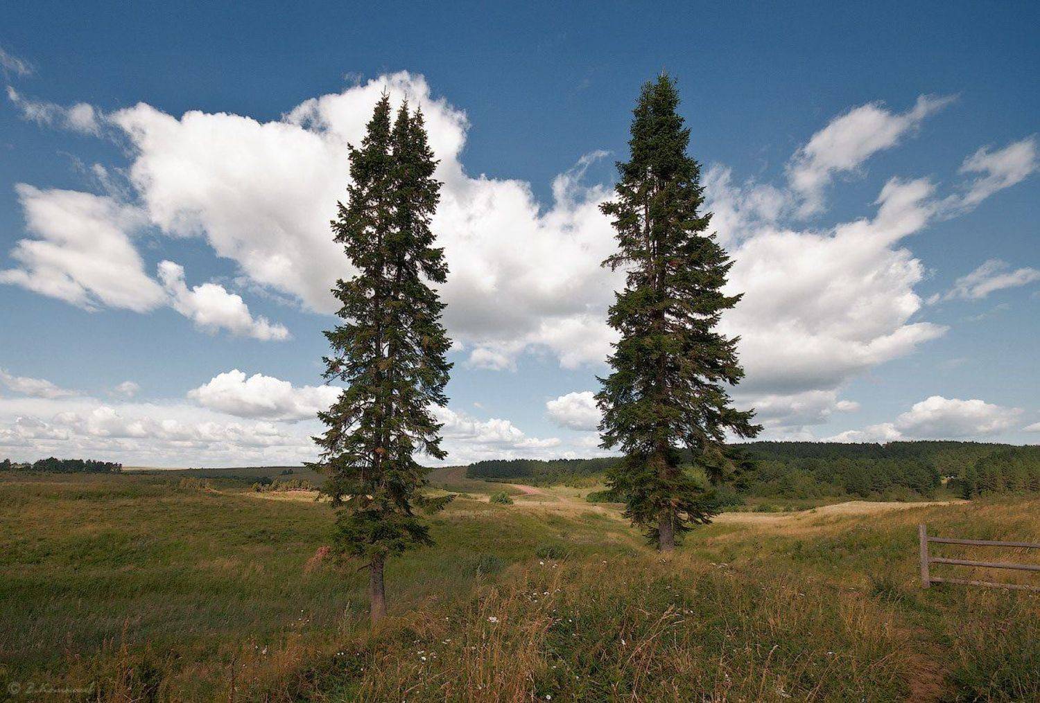 природа, пейзаж, лето, Владимир Комышев