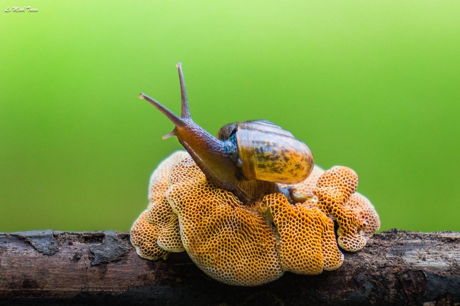 snail, L&ecirc; Minh Tuấn