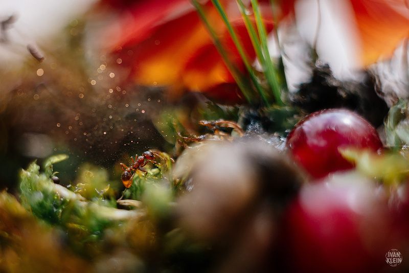 макро, макросъемка, муравей, насекомое, насекомые, природа, животное, животные, муравьи, Путешествие муравья фото превью