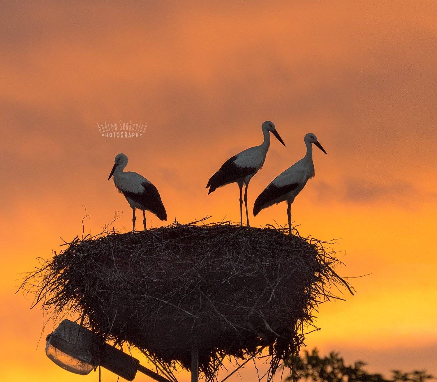 дикий, аист, птенцы, закат, вечер, Андрей Сенкевич