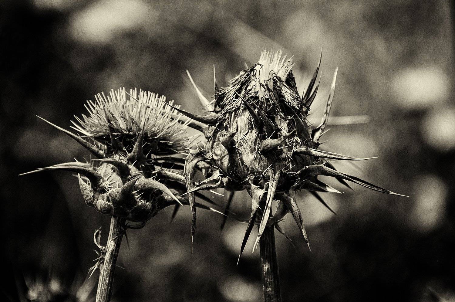 death and life, mohamad jalili