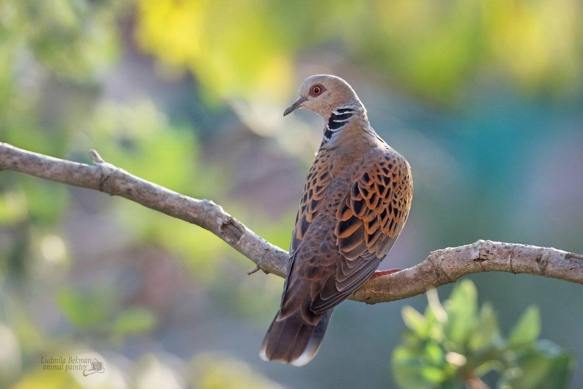 горлица, утро, июнь, Людмила Бекман