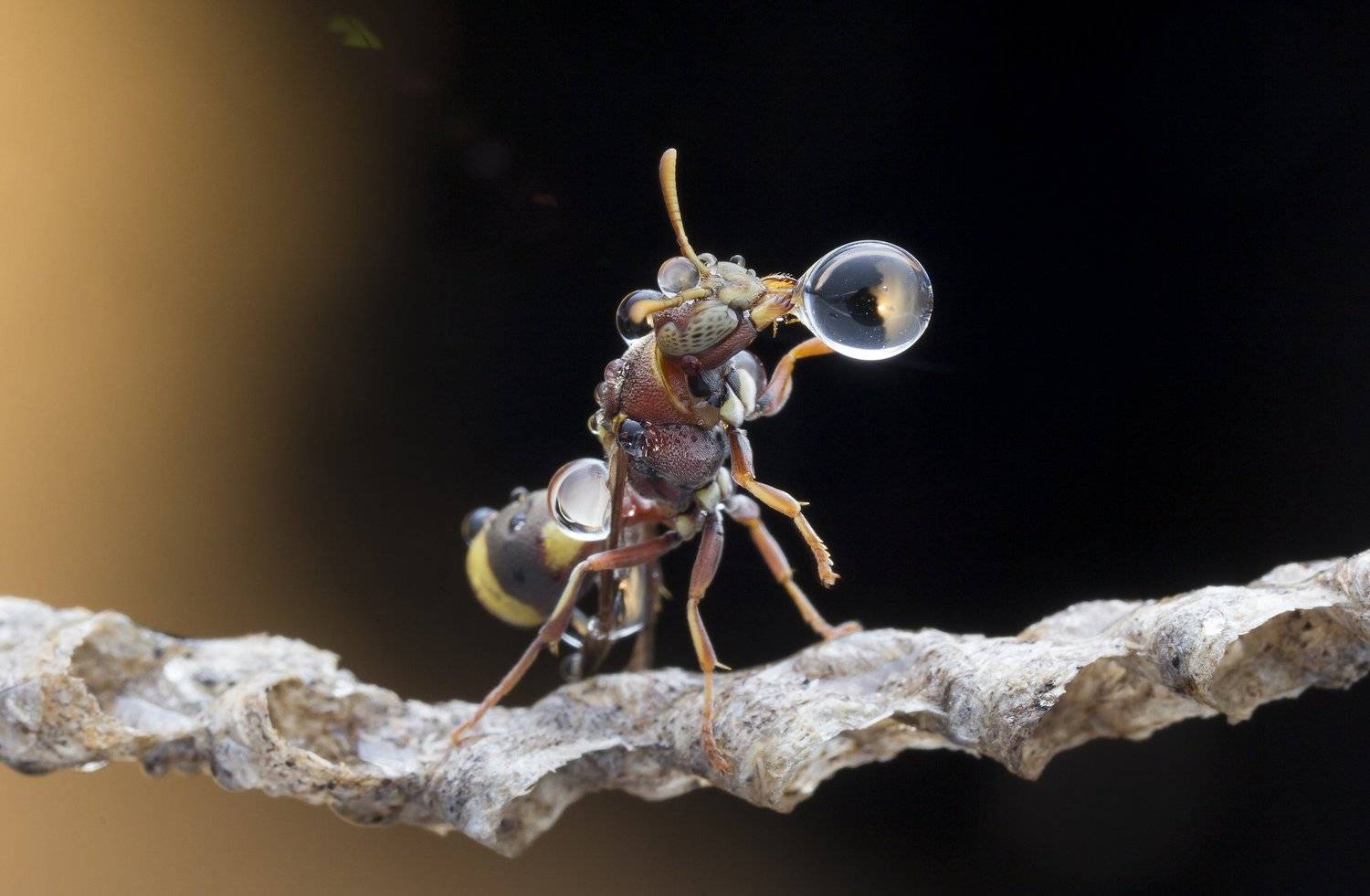 #macro#wasp#colors#waterbubbles#reflection, Choo How Lim