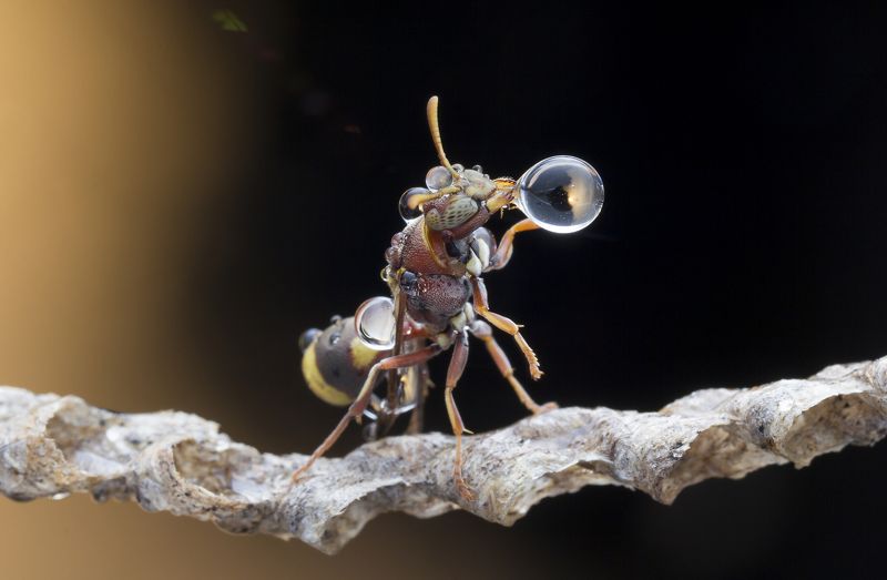 #macro#wasp#colors#waterbubbles#reflection Wasp 180813A фото превью