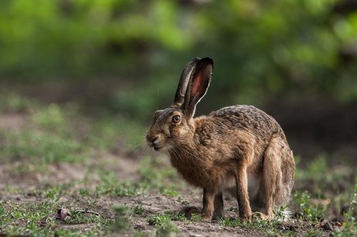 Навострил уши