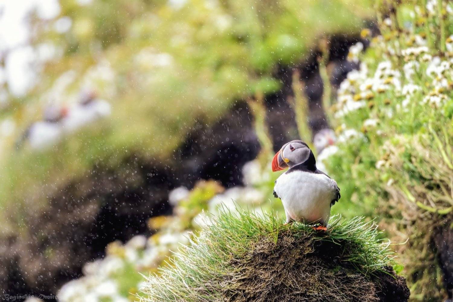 , Dmitriy  Baginskiy