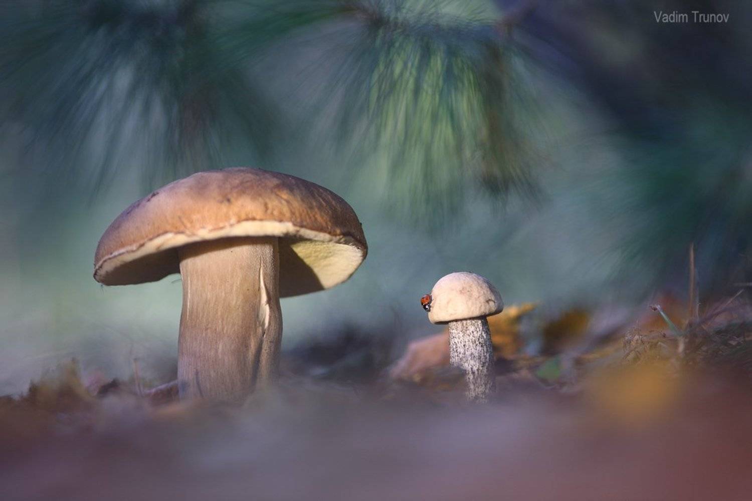 , Вадим Трунов