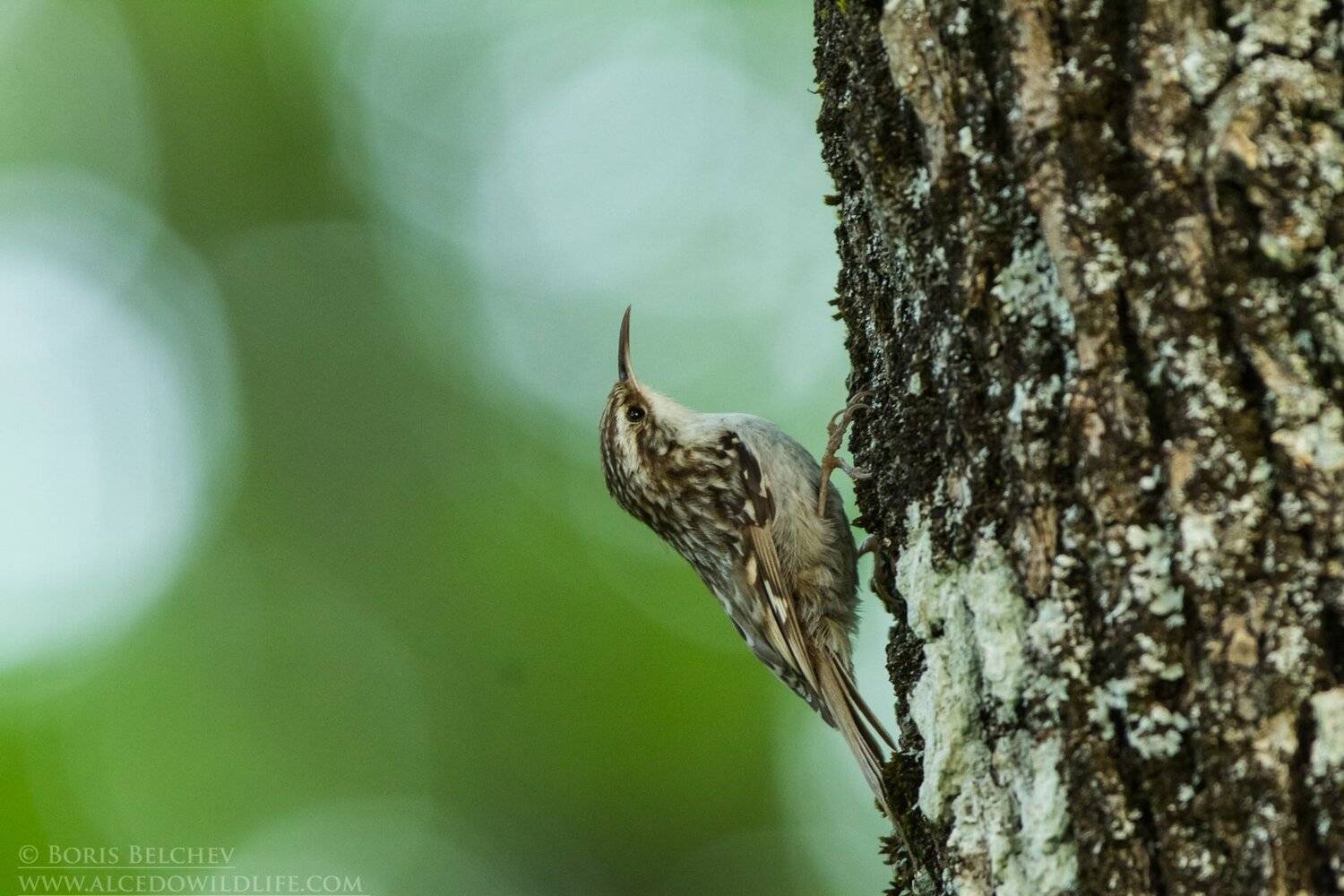 , Борис Белчев