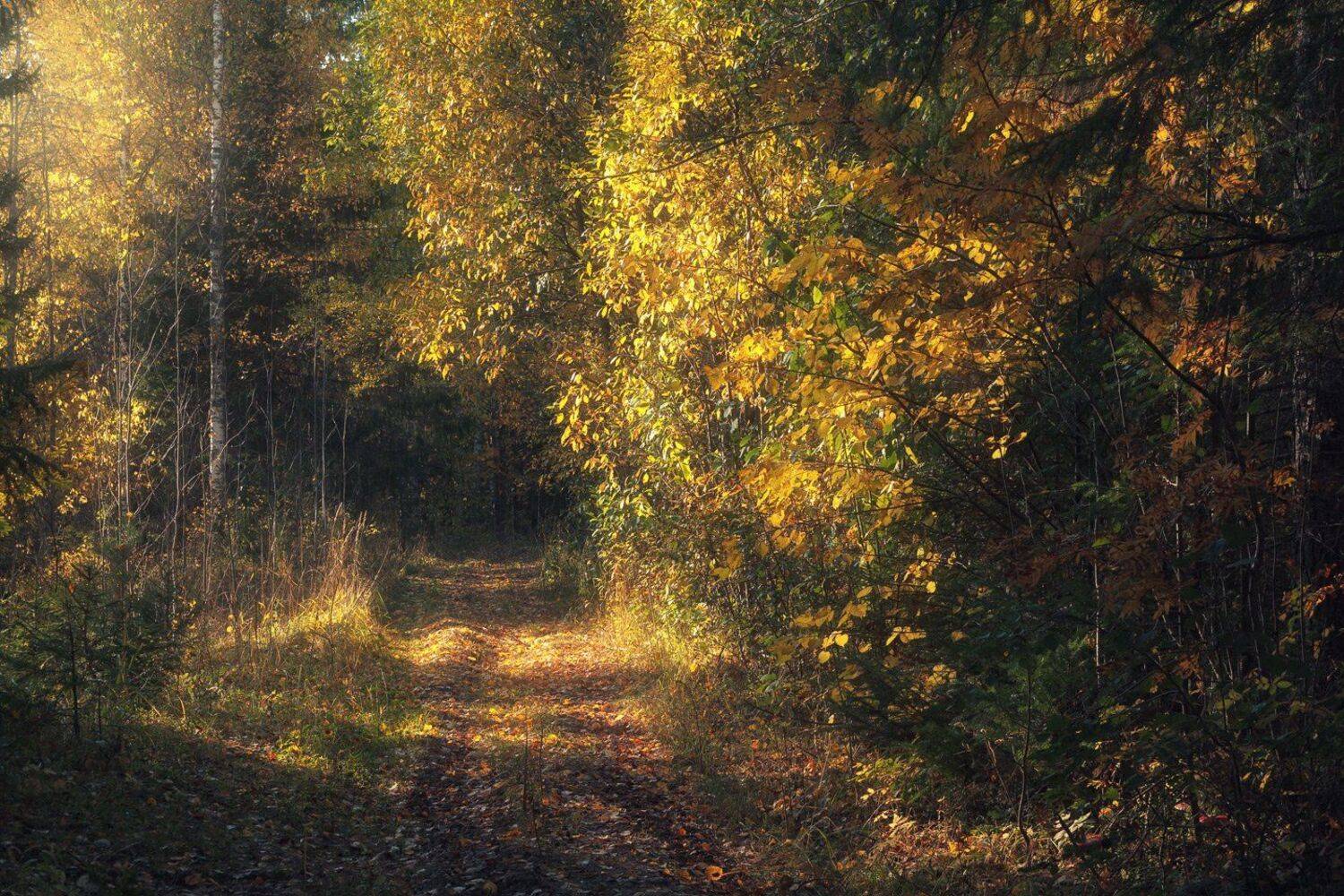 осень, вечер, тропинка, дерево, роща, лес, Смольский Евгений