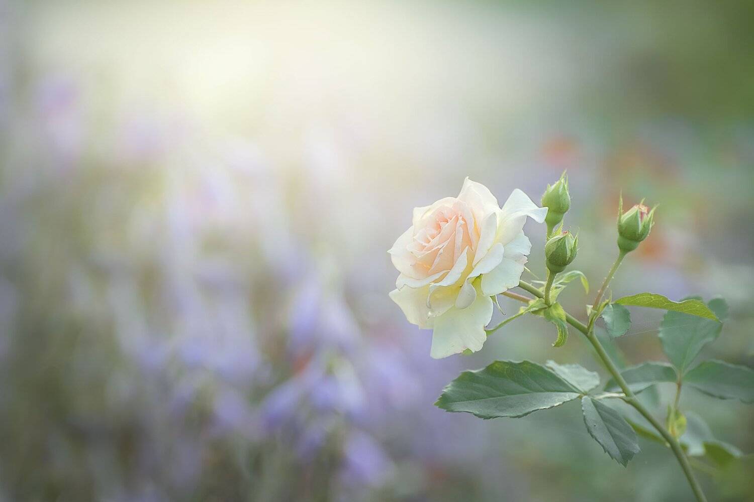 , Шинкарева Елена