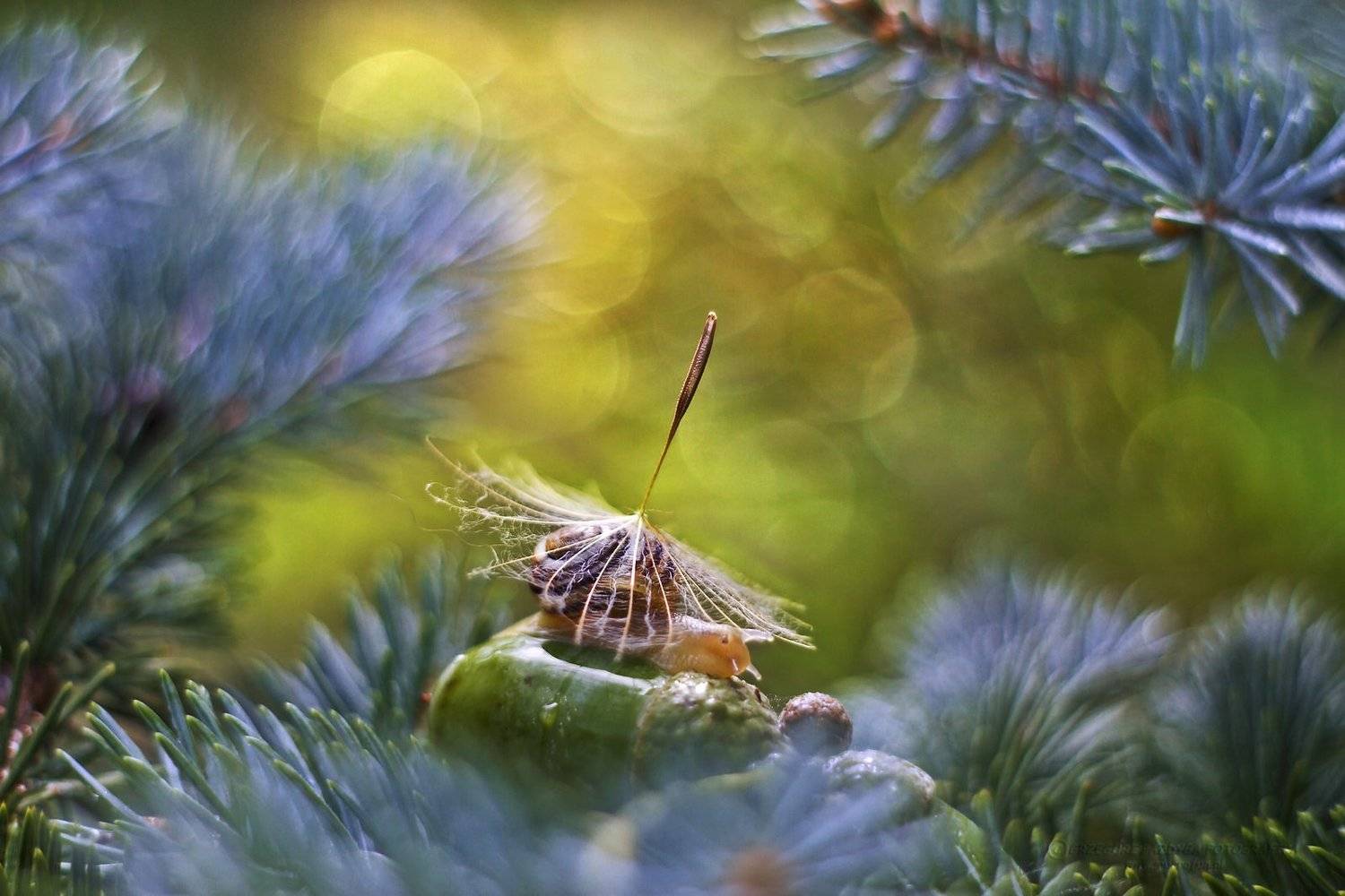 , Grzegorz macrofun Pazdyga