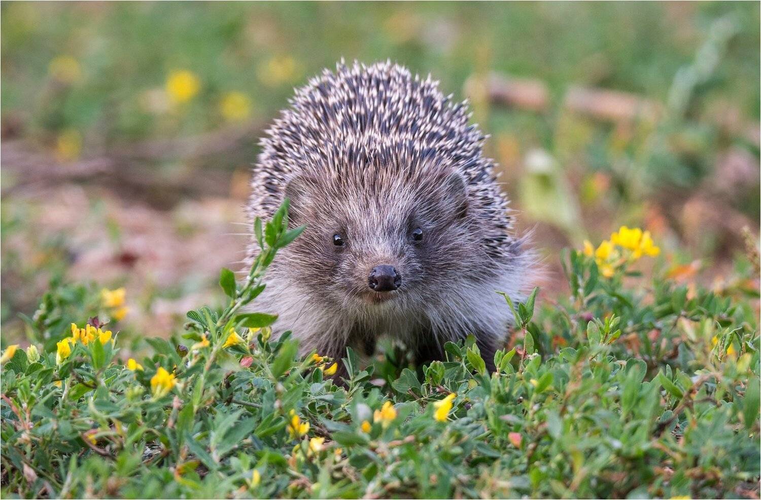 , Руслан Сигушин