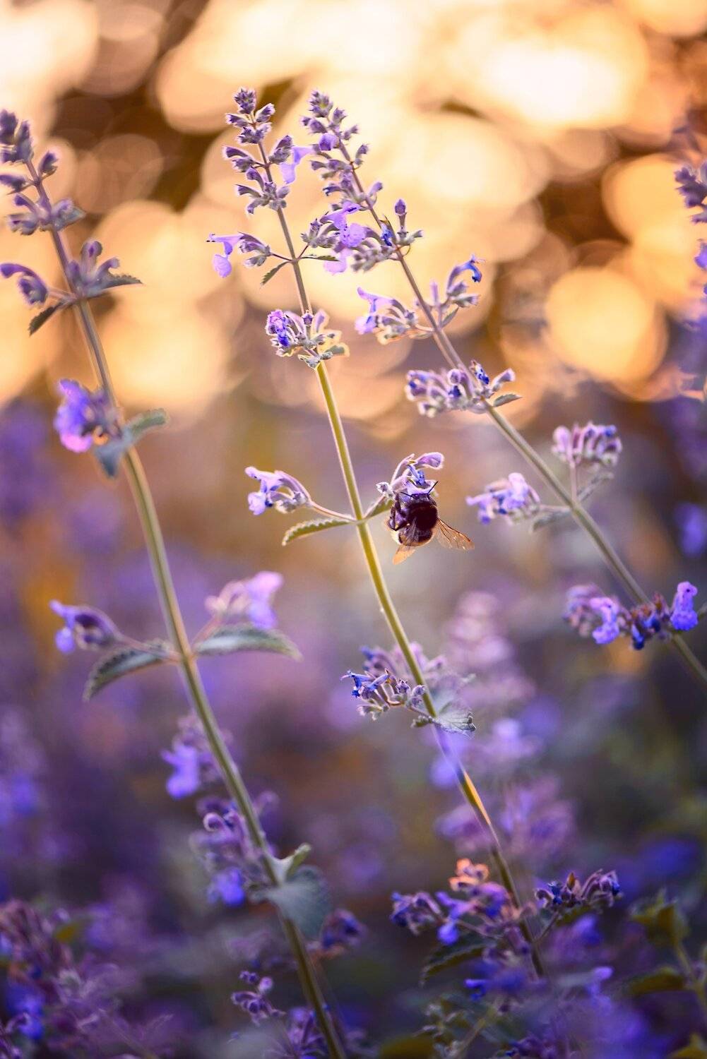 , Анастасия Добровольская