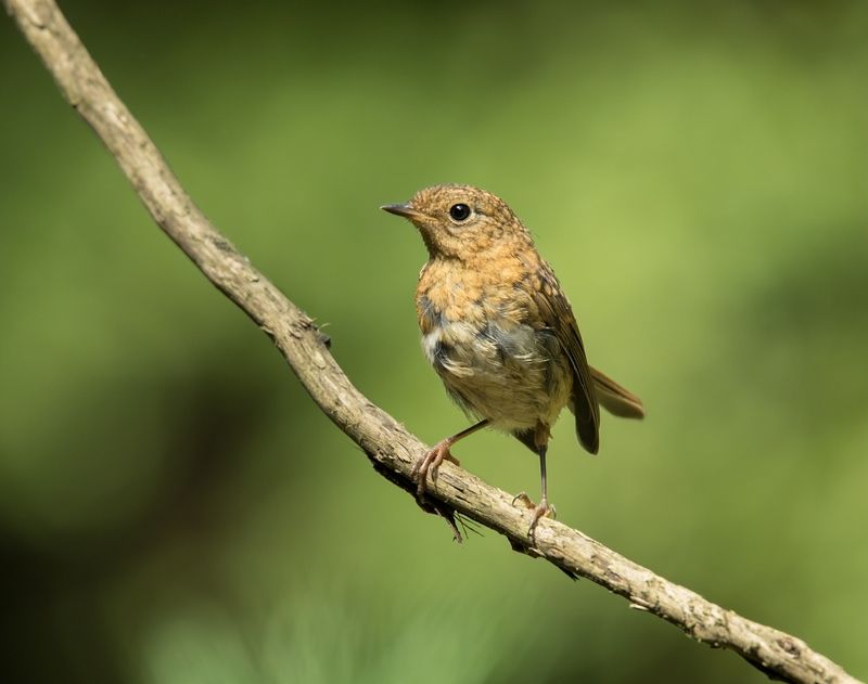 птицы,зарянка, малиновка, Любопытный фото превью
